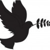 Call4peace