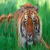 rafytiger