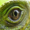 1Lizardboy