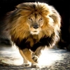 chandan