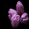 sadia0443