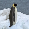 hermawanseno