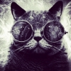 trendycat